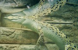 Taken at the crockadile pool at Shark Reef, Mandalay Bay ... by Bill Cain 